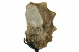 Cretaceous Ammonite (Mammites) Fossil with Metal Stand - Morocco #164221-2
